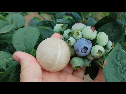 Видео: Голубика созревает, обзор по сортам.