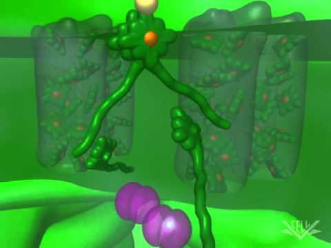 Видео: Основы фотосинтеза