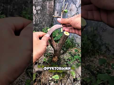 Видео: Дачники теперь прививаем только так👍 #дача #сад #shorts