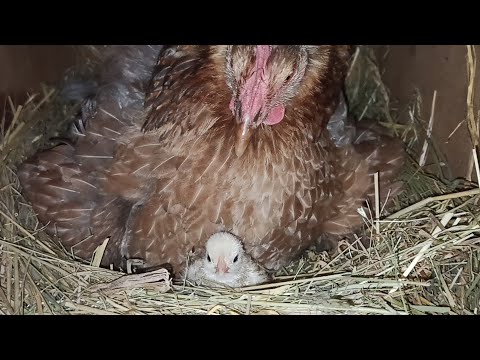 Видео: БУВАЄ І ТАКЕ🤷. ПОКАЗУЮ ВСЕ ЯК Є!