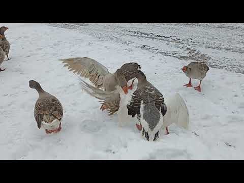 Видео: Гуси