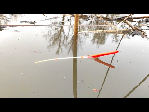 Видео: Первый ПОПЛАВОК весной   и сразу САЗАН!! Рыбалка весной на карася