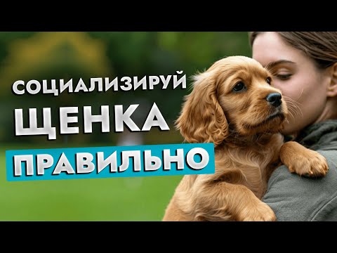 Видео: Секреты идеального компаньона 🐶✨ Как социализировать щенка и взрослую собаку?!