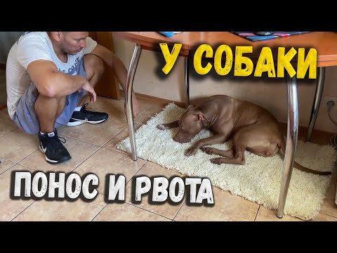 Видео: ПИТБУЛЬ ДЖИНА ЗАБОЛЕЛА. ПОНОС И РВОТА У СОБАКИ. ДЖИНЕ НЕ ДО ШУТОК С БУЛЬТЕРЬЕРОМ