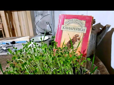 Видео: Зимовка канареек,Канарейки содержание зимой,Канарейки содержание в холоде.
