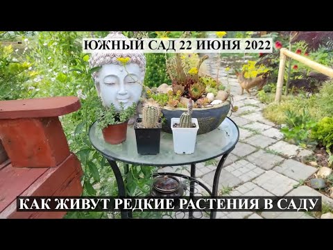 Видео: Прогулка по саду 22 июня 2022 ЮЖНЫЙ ЭКЗОТИЧЕСКИЙ САД | Большая коллекция редких растений ОБЗОР САДА