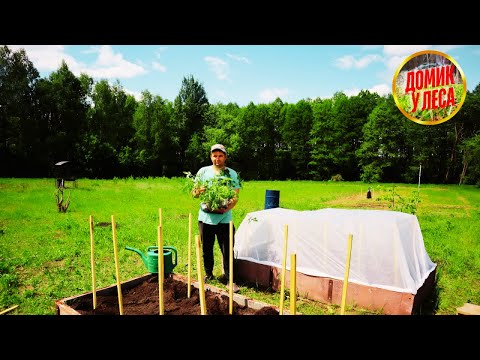 Видео: НАША ЖИЗНЬ в глухой Белорусской ДЕРЕВНЕ в лесу