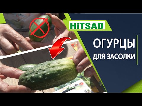Видео: Какие огурцы выбрать для засолки 🥒  Виды огурцов 🥒