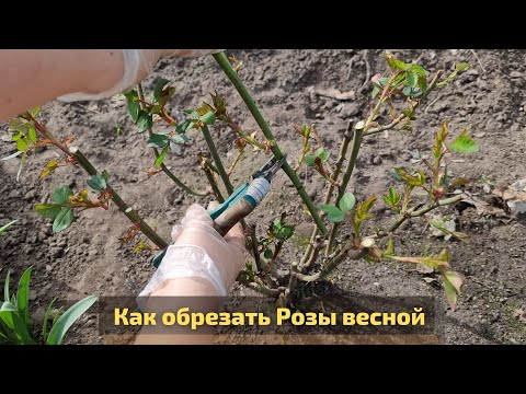 Видео: Как обрезаю чайно гибридные розы весной