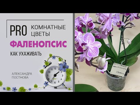 Видео: Орхидея | Фаленопсис - орхидея бабочка | Простой уход и лайфхаки. Неприхотливое цветущее растение