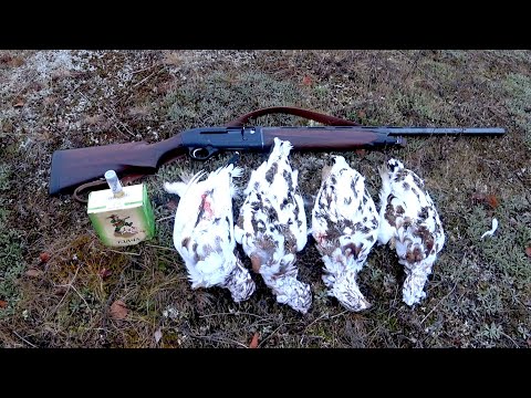 Видео: Охота на куропатку в северной тундре. Hunting