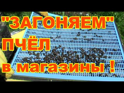 Видео: "ЗАГОНЯЕМ" Пчёл в магазины ! Начинающий пчеловод !
