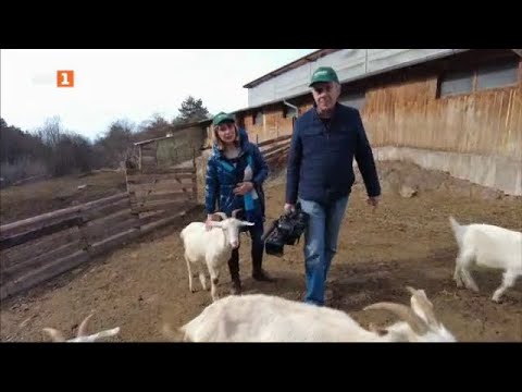 Видео: На гости в модерна ферма за отглеждане на алпийски кози в България, "Бразди" 10.02.2024