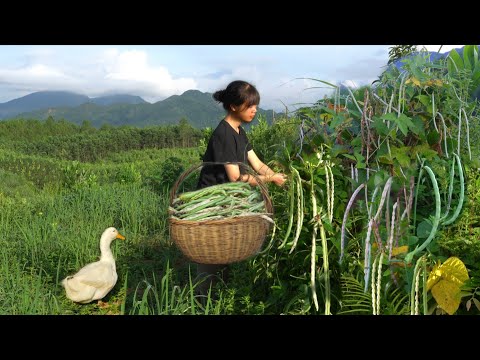 Видео: Сбор горной фасоли, подготовка грядок и посадка различных семян.