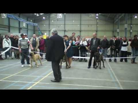 Видео: Канарский дог Порто на выставке во Франции. Сен-Бриё.