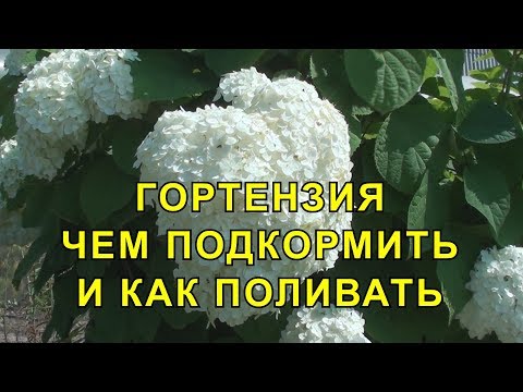 Видео: Гортензия Уход, Чем Подкормить и как Поливать.