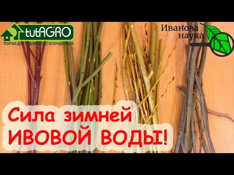 Видео: СИЛА ИВОВОЙ ВОДЫ! Как приготовить и использовать ивовую воду.