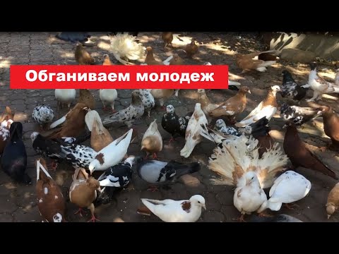 Видео: Когда лучше обганивать молодых голубей?