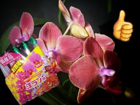 Видео: Тестируем НОВОЕ Японское удобрение, как правильно использовать для хорошего результата ?