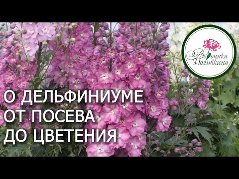 Видео: 10 СЕКРЕТОВ ВЫРАЩИВАНИЯ ДЕЛЬФИНИУМОВ ИЗ СЕМЯН