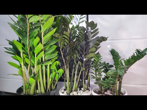 Видео: СРОЧНО в ФЕВРАЛЕ сделай это с ЗАМИОКУЛЬКАСОМ и он выпустит много новых мощных листьев