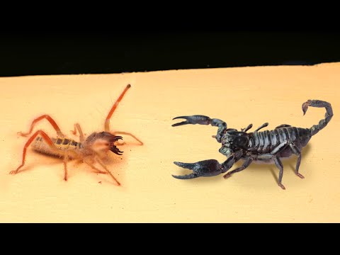 Видео: СМОЖЕТ ЛИ ХИЩНАЯ СОЛЬПУГА СЬЕСТЬ СКОРПИОНА, ТАРАКАНА, МУЧНОГО ЧЕРВЯ и ЛИЧИНКУ ЗОФОБАСА?