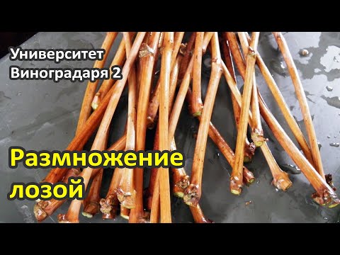 Видео: 2. Способы размножения виноградной лозой