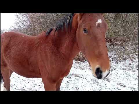 Видео: лошади на выпасе . первый зимний день