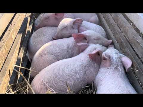 Видео: Ви мусите це бачити!! Ціни на поросята шокують!!