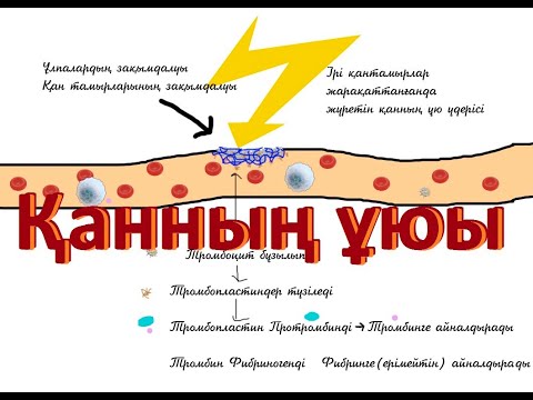 Видео: Қанның ұюы, Гемостаз