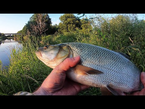 Видео: КРУПНЫЙ ЖЕРЕХ на СПИННИНГ | ЛОВЛЯ ГОЛАВЛЯ ЛЕТОМ