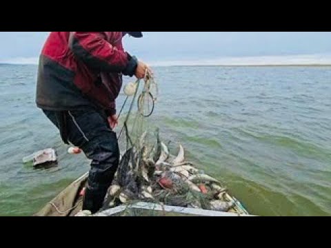 Видео: Ловля омуля не Байкальского, а Якутского!!!