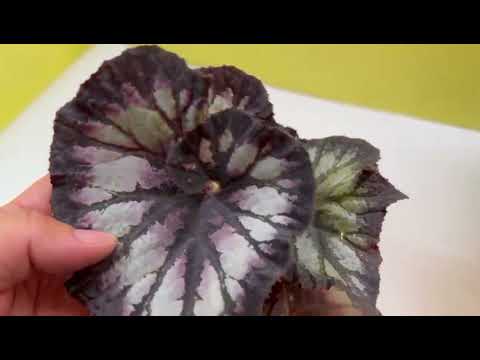 Видео: Сеянцы бегонии от MaGic ( продолжение 2)