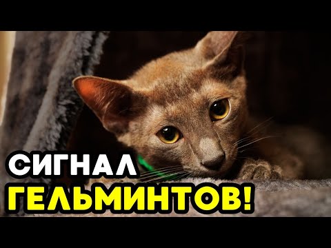 Видео: Если твой кот делает ЭТО — у него могут быть ГЛИСТЫ!