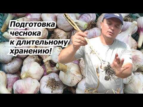 Видео: Обрезаем чеснок после уборки для закладки на хранение.