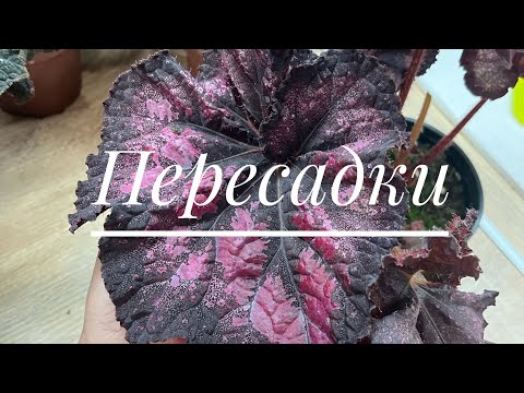 Видео: Пересадка 1 часть