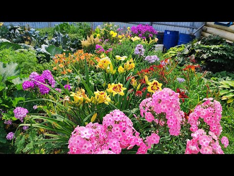 Видео: МИКСБОРДЕР (цветник) для солнца и полутени