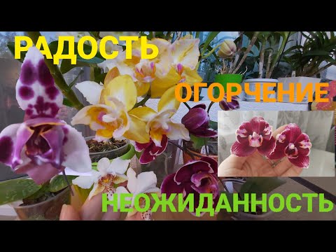 Видео: Первое цветение подростков.Sweet Girl, а также SON Ya's Diamond Queen и др#орхидеи #flowers #orchid 