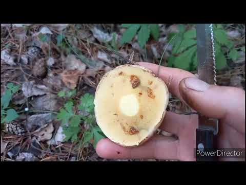 Видео: Новинки посуды, в лес за грибами, огород!!!