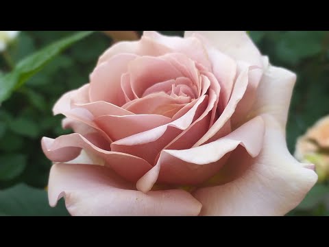 Видео: Мысли вслух, или почему розы (не) растут🥰😀🥰😀