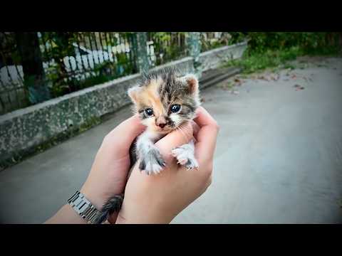 Видео: Бездомный котёнок следует за прохожим, боясь быть брошенным снова, и мечтает о тёплом доме.