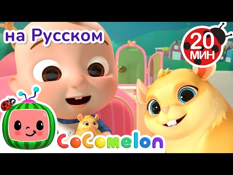 Видео: Кто возьмёт хомяка домой?🐱🎶  | CoComelon на русском — Детские песенки