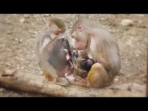 Видео: Малыша осмотрела ГАМАДРИЛий педиатр! Справку в садик ДОМ2 не дала! Тайган
