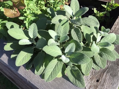 Видео: Сушка и размножение шалфея в саду