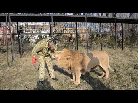 Видео: Львица Лейла уже гуляет по всей Саванне ,Афина дается гладить .а грозный Чип пошел на контакт !
