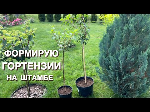 Видео: ДЕЙСТВЕННЫЙ СПОСОБ. СПУСТЯ 2 МЕСЯЦА. КАК Я ФОРМИРОВАЛА ГОРТЕНЗИЮ НА ШТАМБЕ.