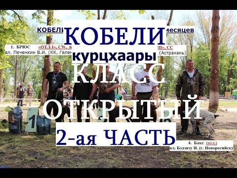 Видео: Выставка собак, кобели ОТКРЫТЫЙ КЛАСС 2-ая ЧАСТЬ,  НКП курцхаар,  описание, собака породы кур