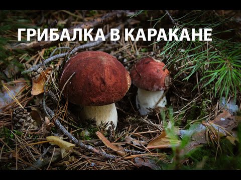 Видео: Искал белые грибы в Каракане, а нашел чью-то челюсть.