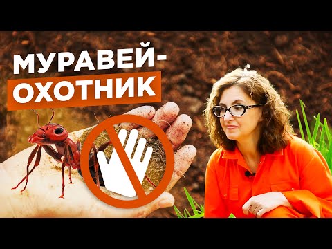 Видео: Не трогайте этих муравьев! Чем полезны муравьи - охотники. №5 / Мария Винокур Strogoorganic.