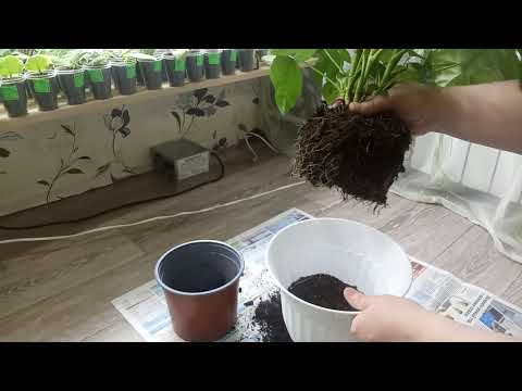 Видео: Комнатные Растения. Пересадка Фатсии.